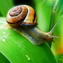 snail