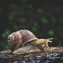 snail