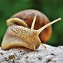 snail