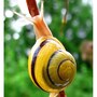 snail