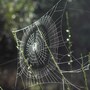 spider_web