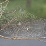 spider_web