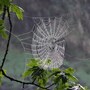 spider_web