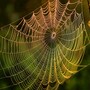 spider_web