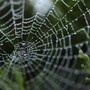 spider_web