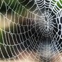 spider_web