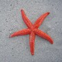 starfish