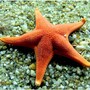 starfish