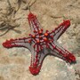 starfish