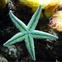 starfish