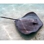 stingray