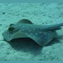 stingray