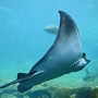 stingray