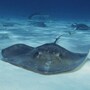 stingray