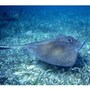 stingray
