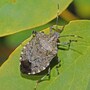 stink_bug