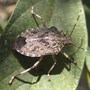 stink_bug