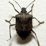 stink_bug