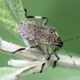 stink_bug