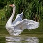 swan