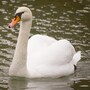 swan
