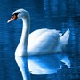swan