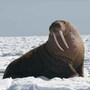 walrus