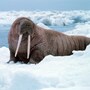 walrus