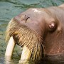 walrus