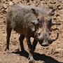 warthog