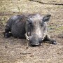 warthog
