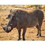 warthog
