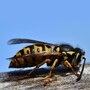 wasp