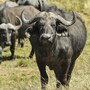 water_buffalo