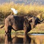 water_buffalo