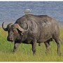 water_buffalo