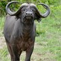 water_buffalo