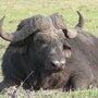 water_buffalo