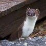 weasel