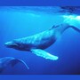 whale_humpback