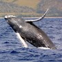 whale_humpback