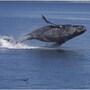 whale_humpback