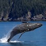 whale_humpback
