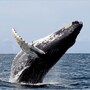whale_humpback