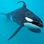 whale_orca
