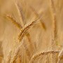 wheat