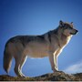 wolf