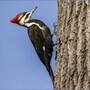 woodpecker