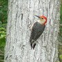 woodpecker