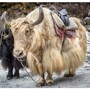 yak